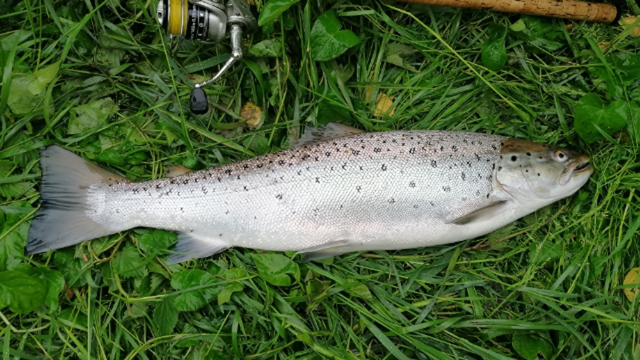 Verner Poulsen 68 Cm 3,60 Kg 2022 06 09