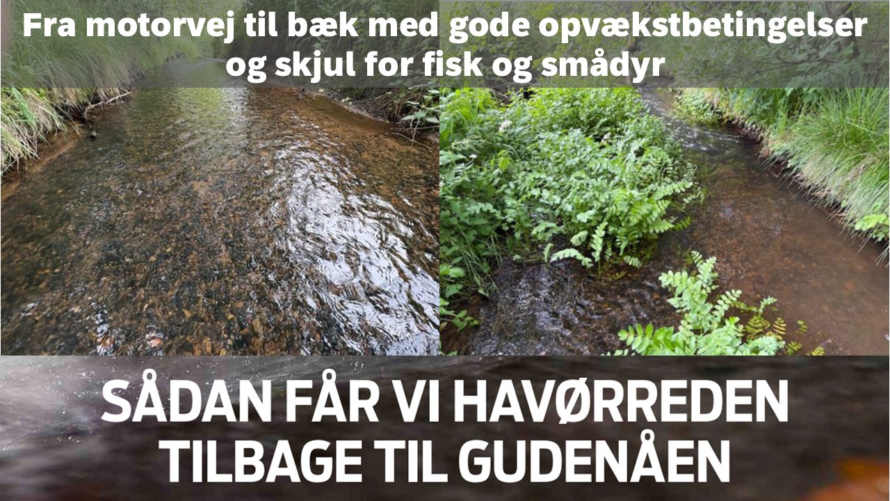Havørredprojekt fra motorvej