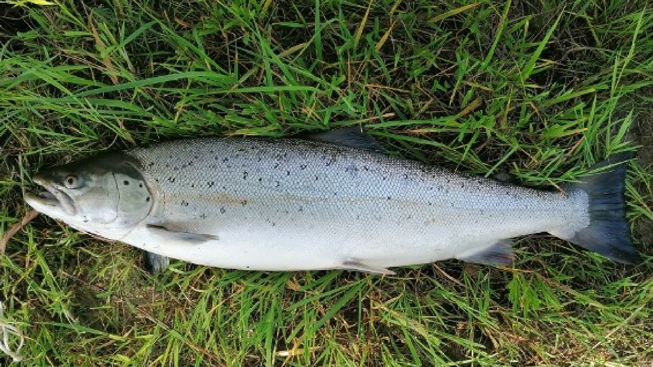 Image000000 (002)Verner Poulsen 73Cm 4,3 Kg 2022 06 17