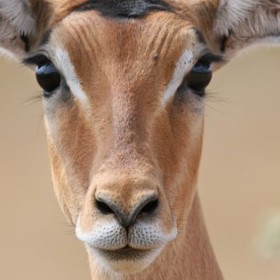 dummy-315x560-Impala.jpg