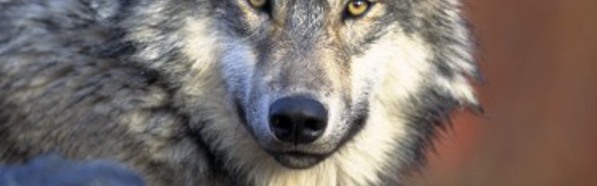 dummy-375x500-CanisLupus.jpg