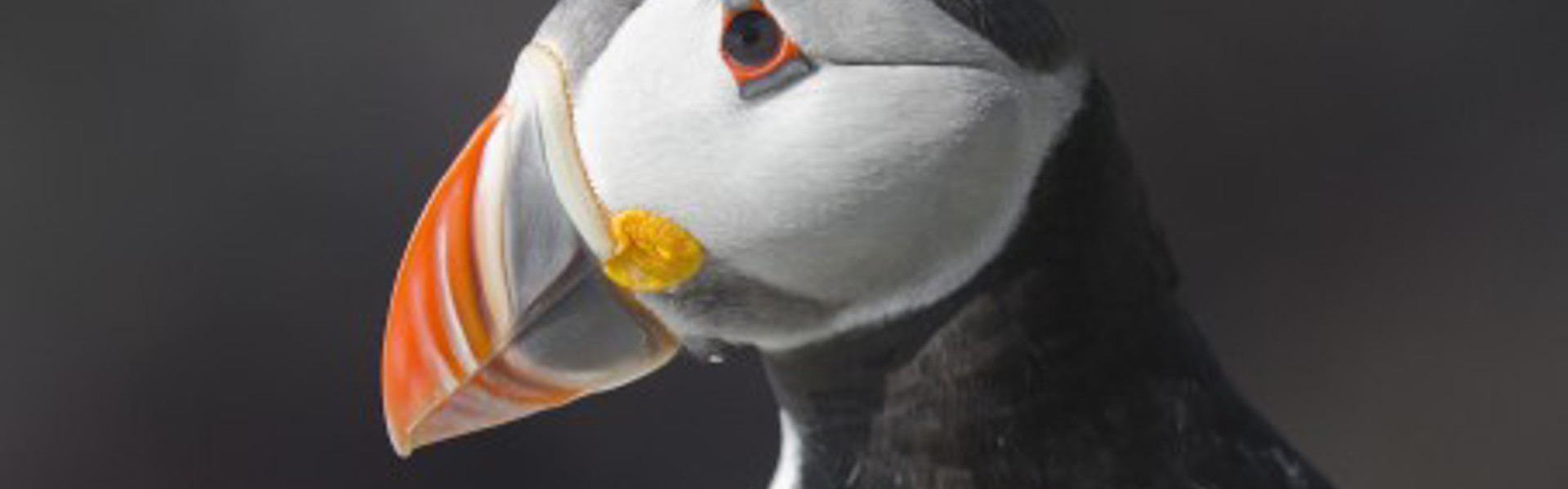 dummy-454x280-Puffin.jpg