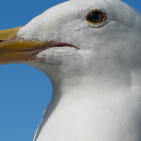 dummy-600x900-Gull.jpg