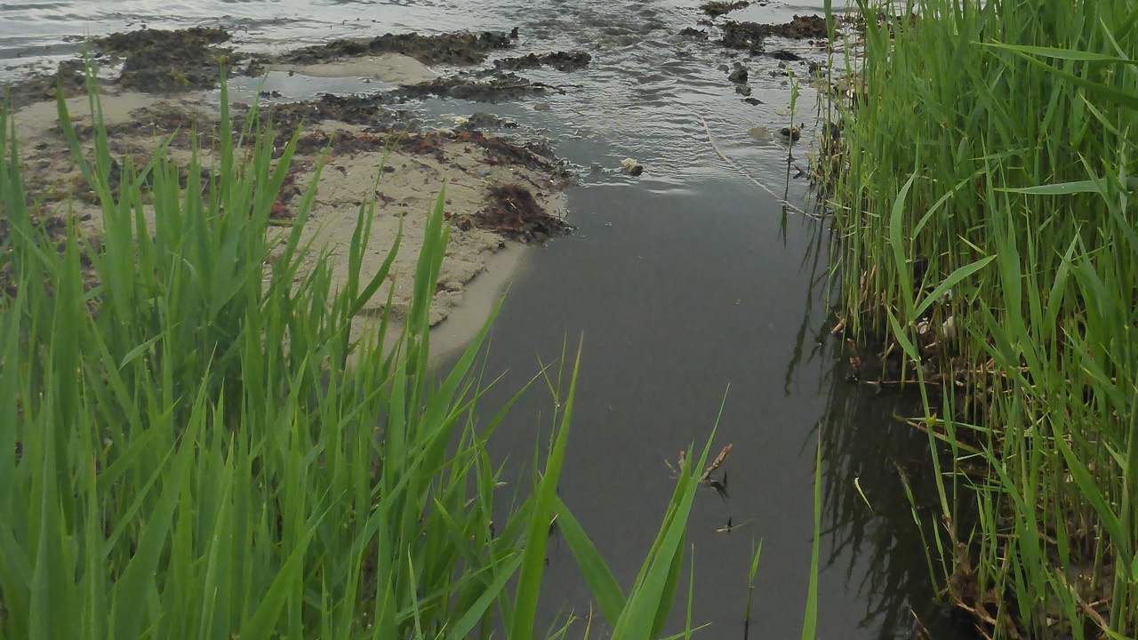 World Fish Migration Day 2022 (2)
