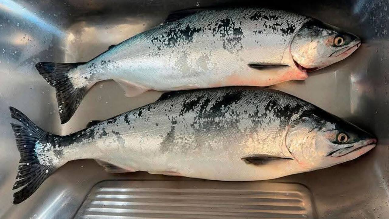 Pukkel 3