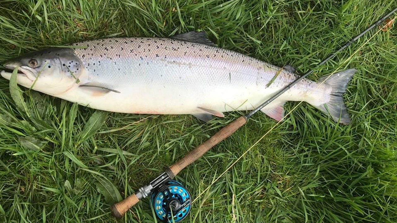 52783927_296101414409272_3594063246434238464_n.jpg (1)