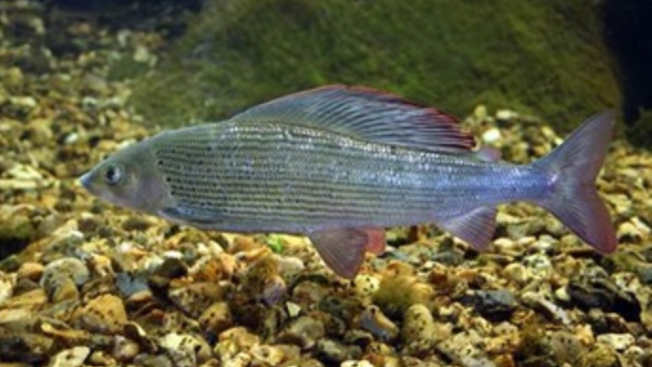 Screenshot_2019-03-04 Stallingens levesteder - Fiskepleje dk.png