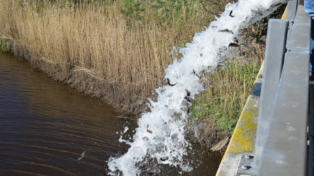 Udsæt ning af smolt 2019.JPG