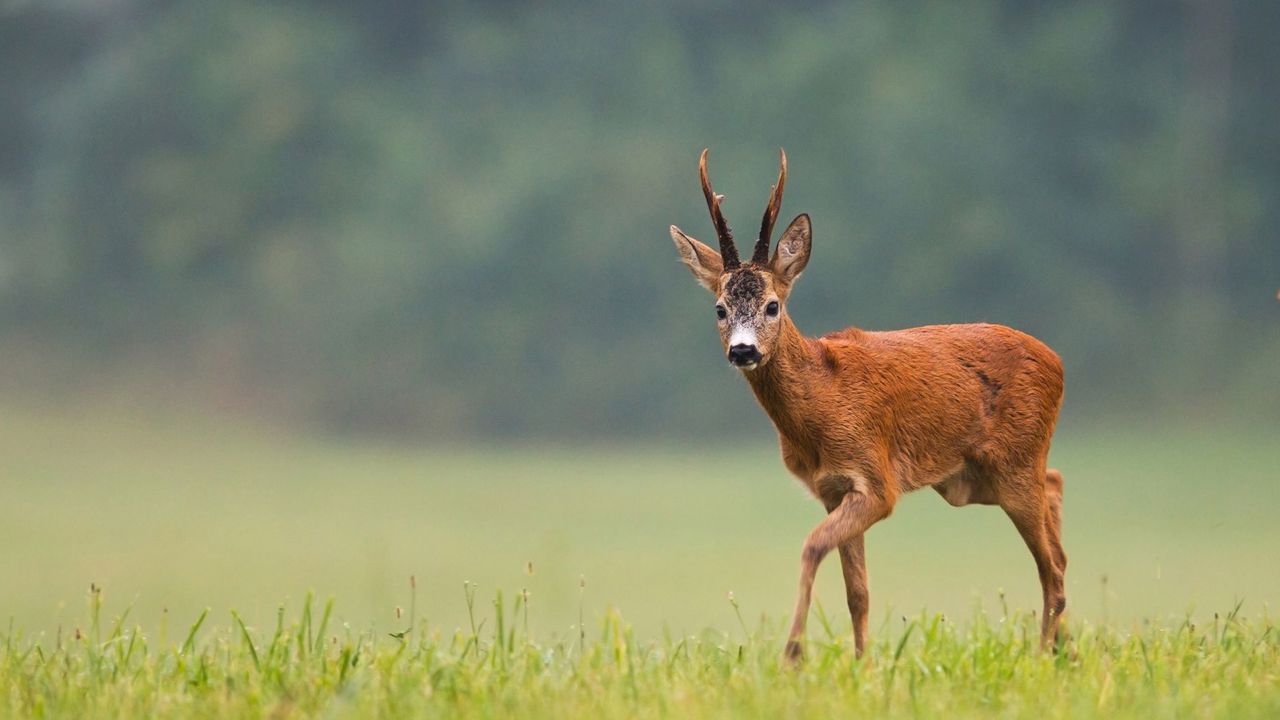 bukkejagt-i-rumaenien-fastpris-ny-22e0fdb41afd7afdb8d32a170f7638e4.jpg