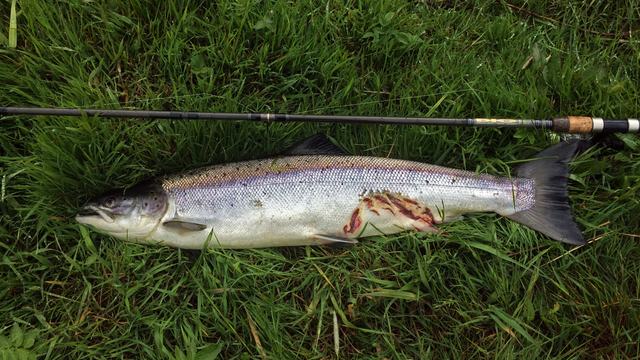 anders laks sælbid.JPG