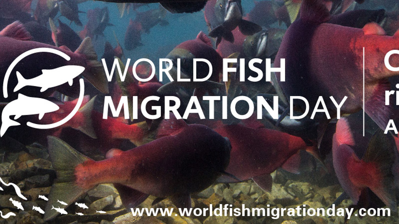 web-banner-world-fish-migration-day-2018-01.jpg