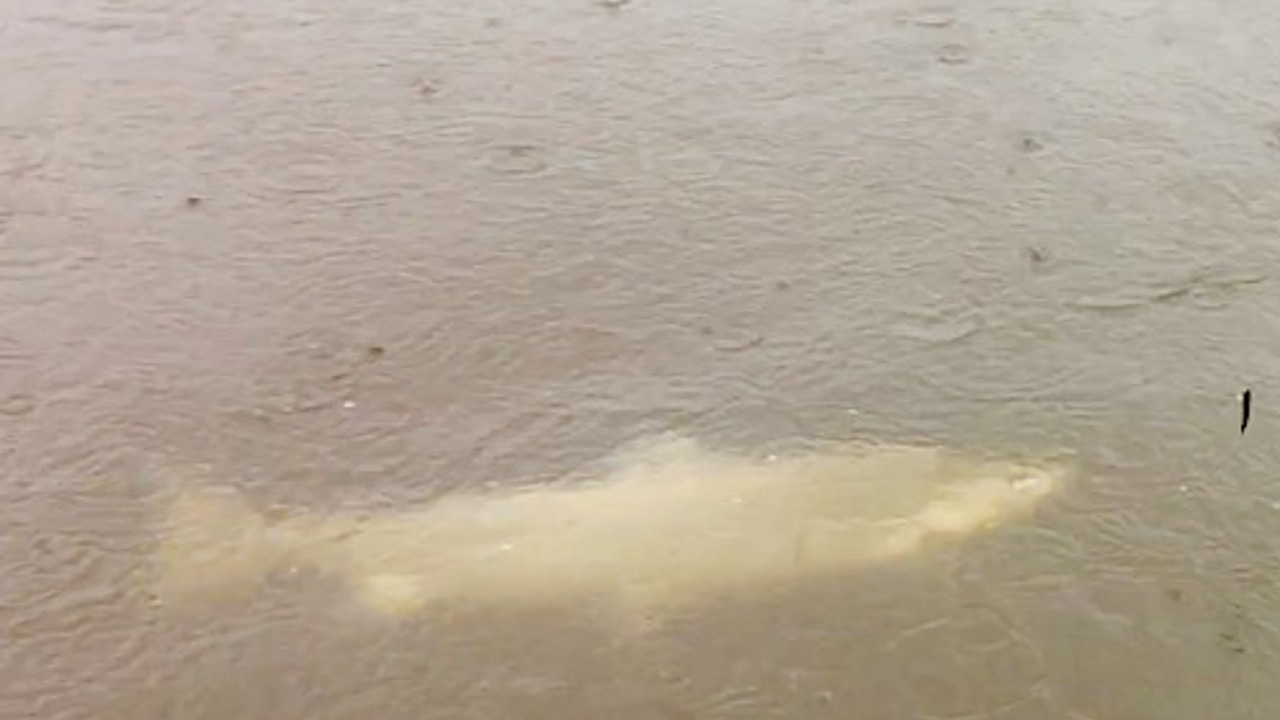 skånsomt lystfiskeri.jpg