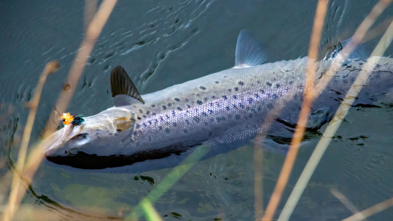 Havørred 60Cm