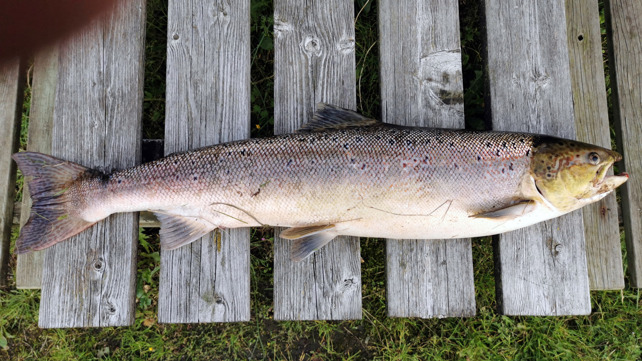 Laks Jeppe Rasmussen 01