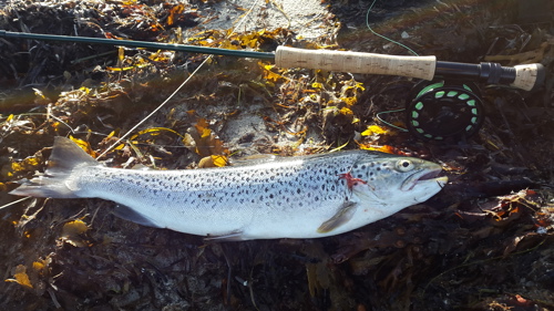 September fisk