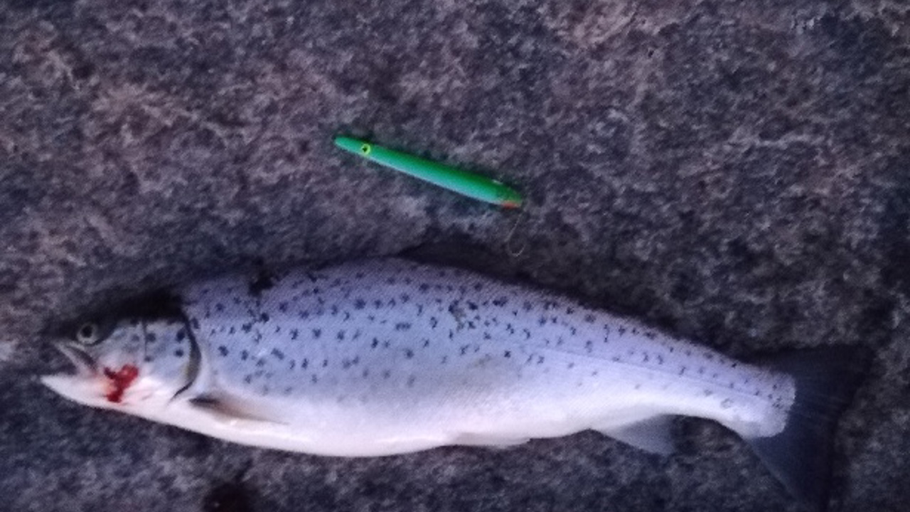 05,10,2019 Steen Folkjærs Havørrede på 42 cm fra hvidde odde.