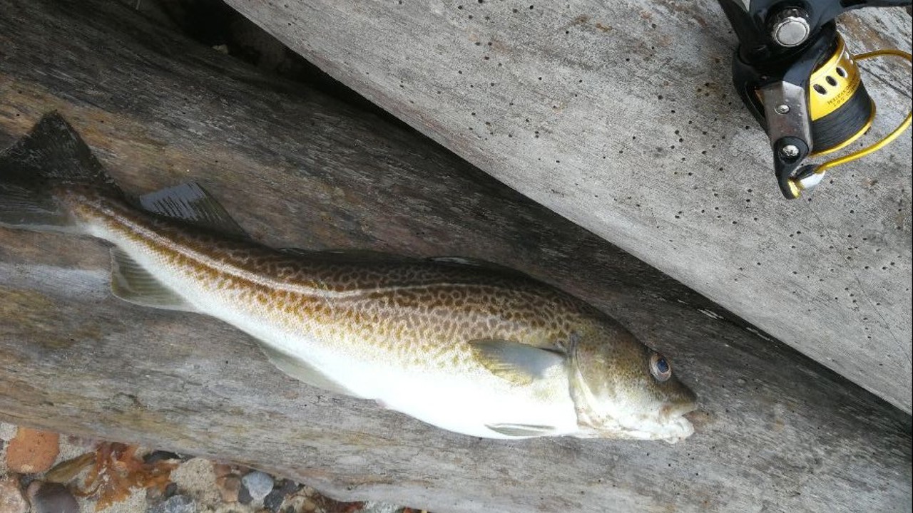 18,10,2019 Bent Ernst Nielsen, 1 kg. torsk ved lersøvej.