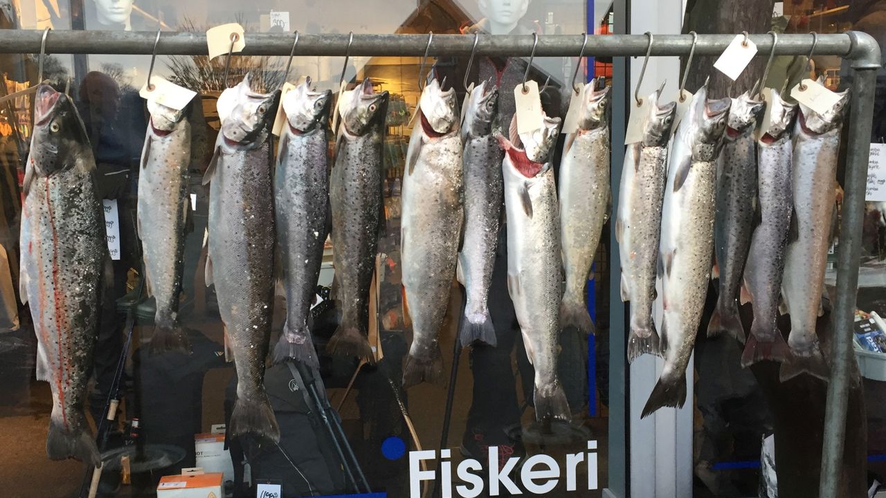 Dagensfangst