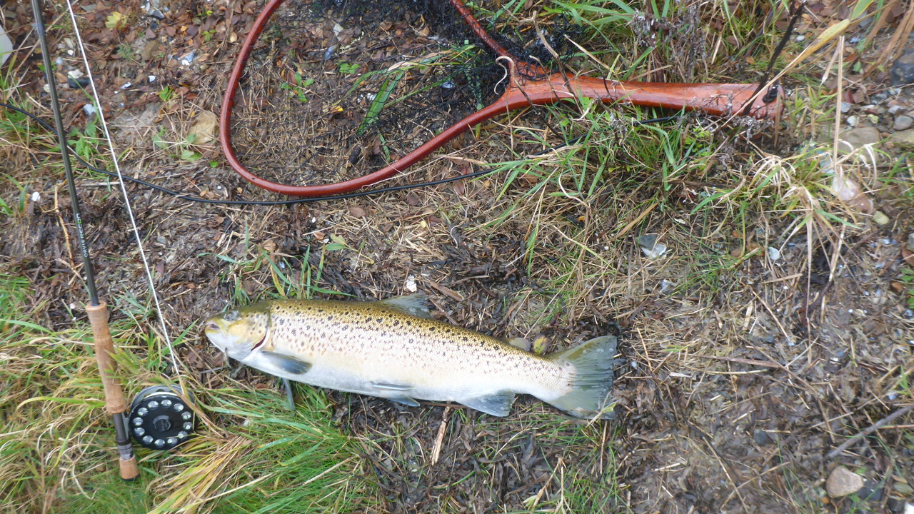 Helnæsbugften November 2019 (5)