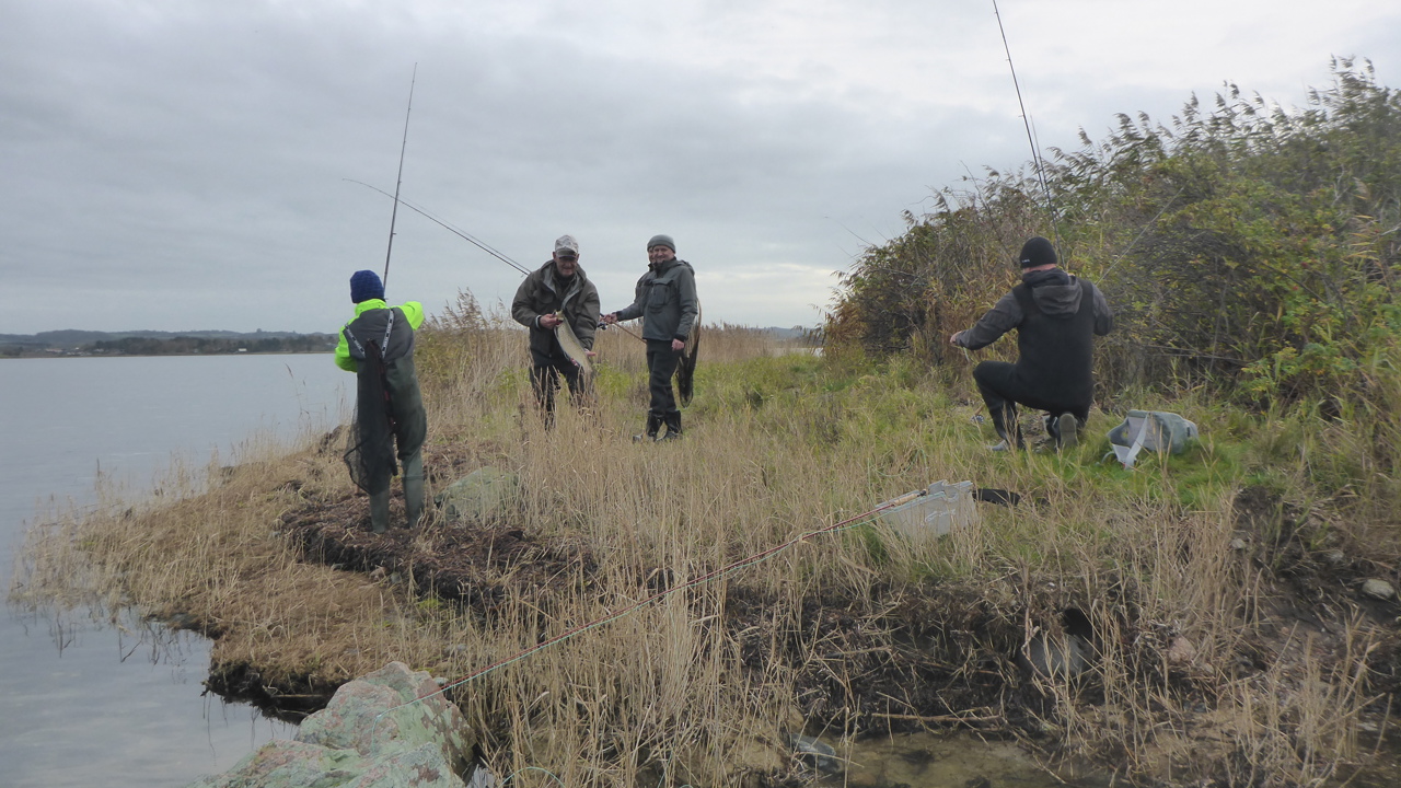 Helnæsbugften November 2019 (11)