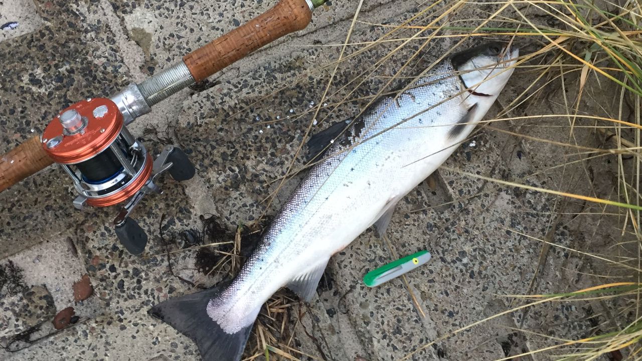 2019,11,11 Per Clausen med HØ på 44 cm. og 0,8 kg.