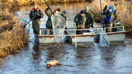 Kort efter afgang fra Ansager Dambrug ses de første fisk.