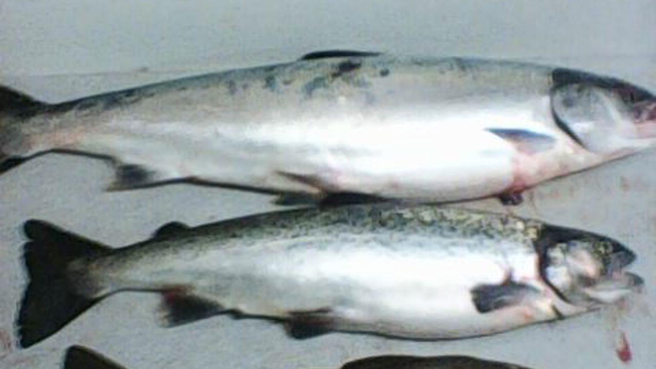 3 fisk laks 3,56 kg. 76 cm. ørred 1.86 kg. 58 cm. og torsk 800g. 48 cm alle fanget 10 km. vest for rønne trolling den 14. feb, hilsen holger jespersen