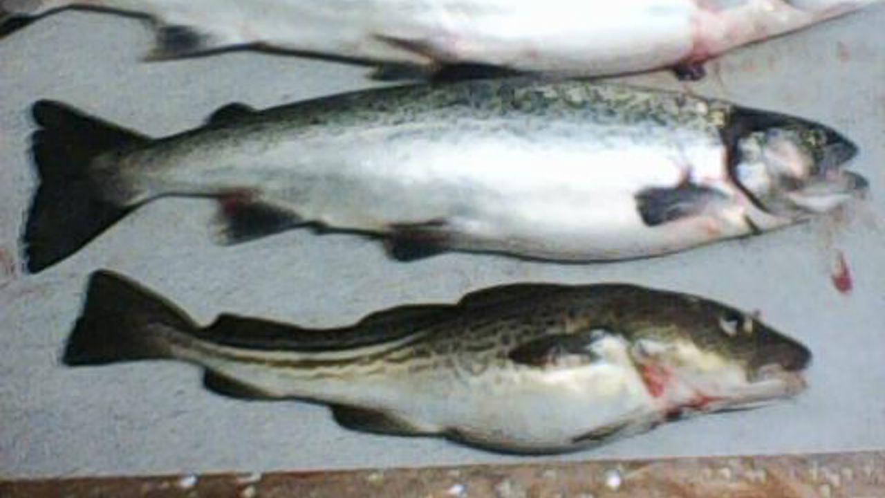3 fisk laks 3,56 kg. 76 cm. ørred 1.86 kg. 58 cm. og torsk 800g. 48 cm alle fanget 10 km. vest for rønne trolling den 14. feb, hilsen holger jespersen (1)