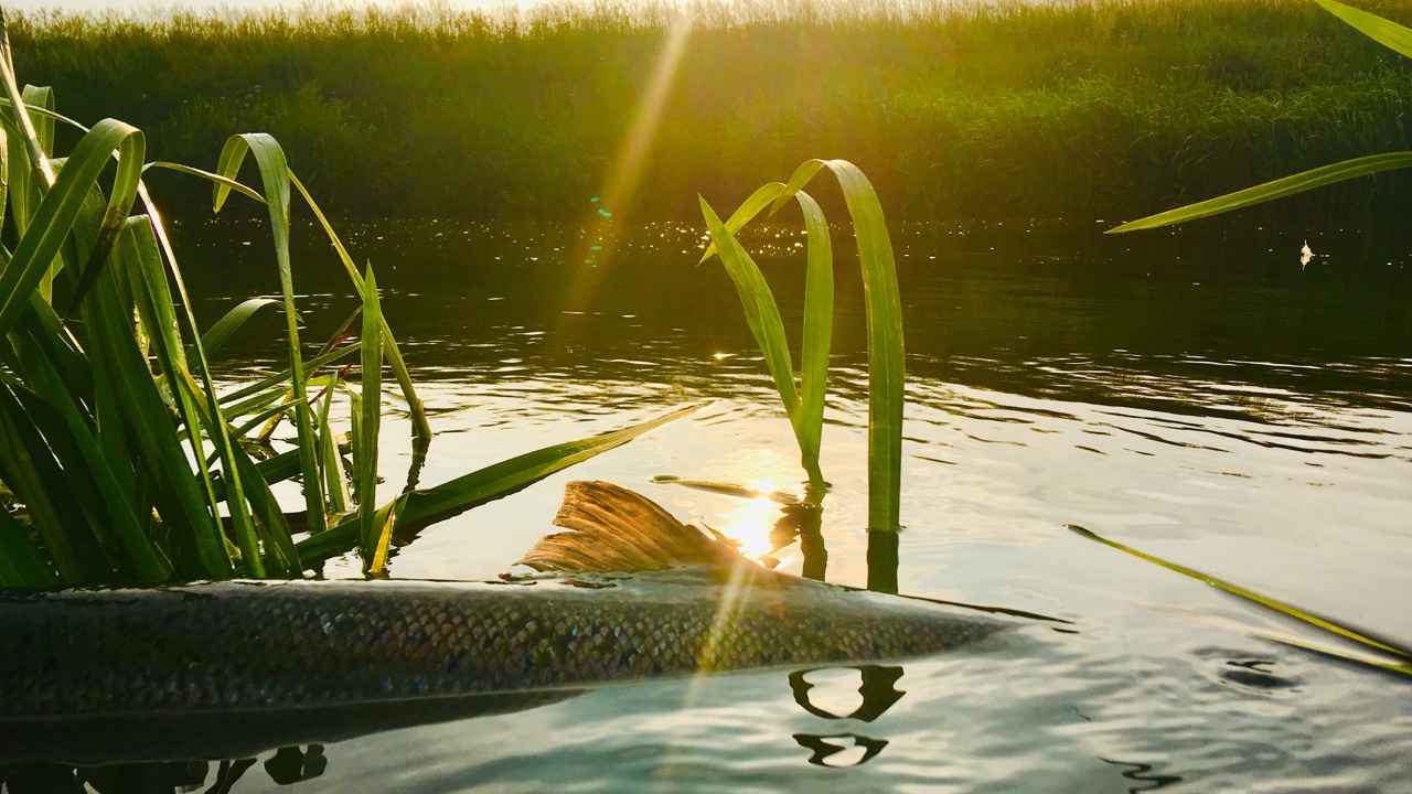 Laks Til Genudsætning