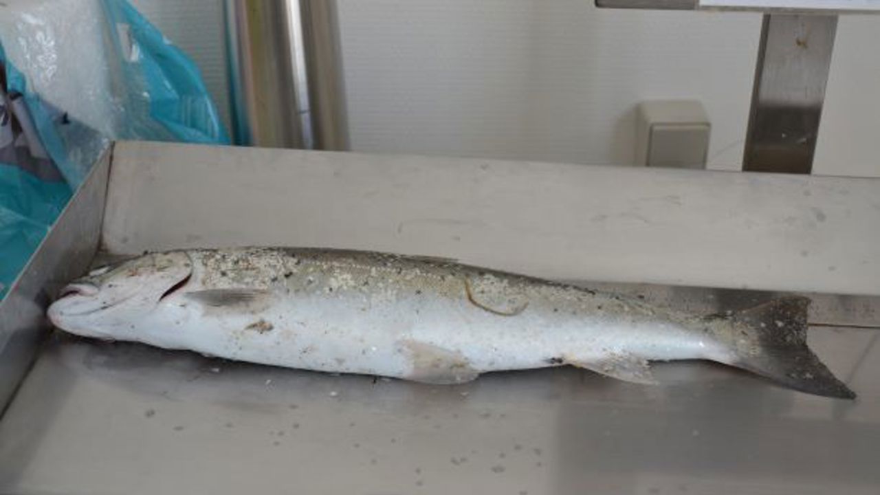 Jannefisk1