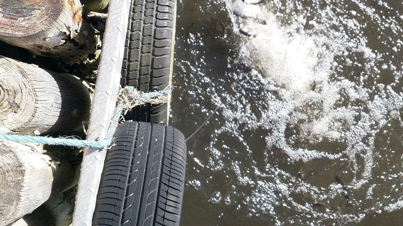 Smolt1web