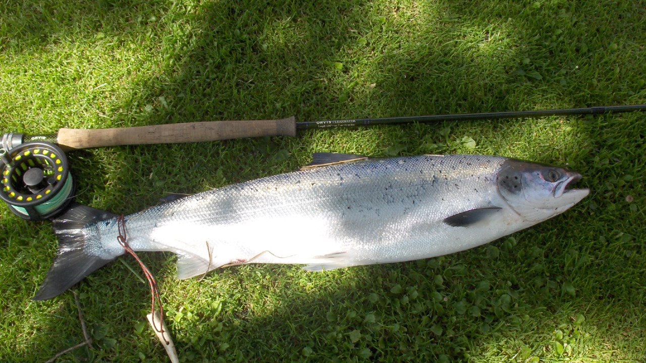 Laks Zone 2 Hans Jørgen Husted