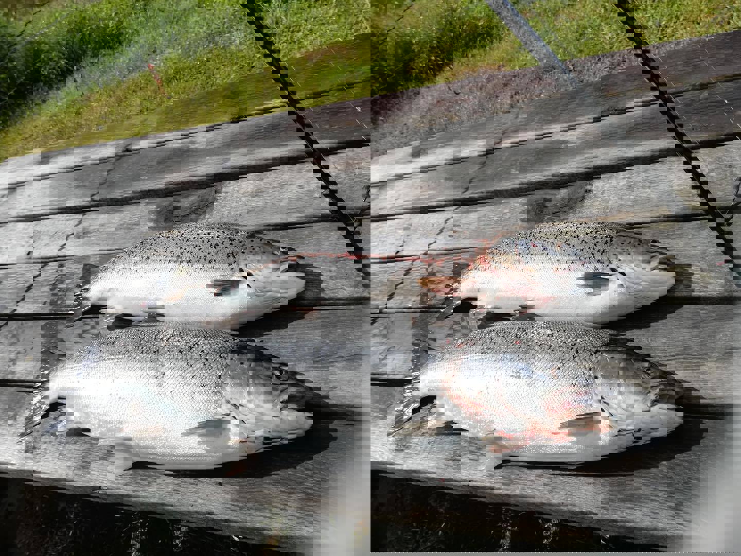 Lars Bill Nielsen med to fine fisk 73 - 4,4 og 67 - 3,8 2020 06 06 (1)