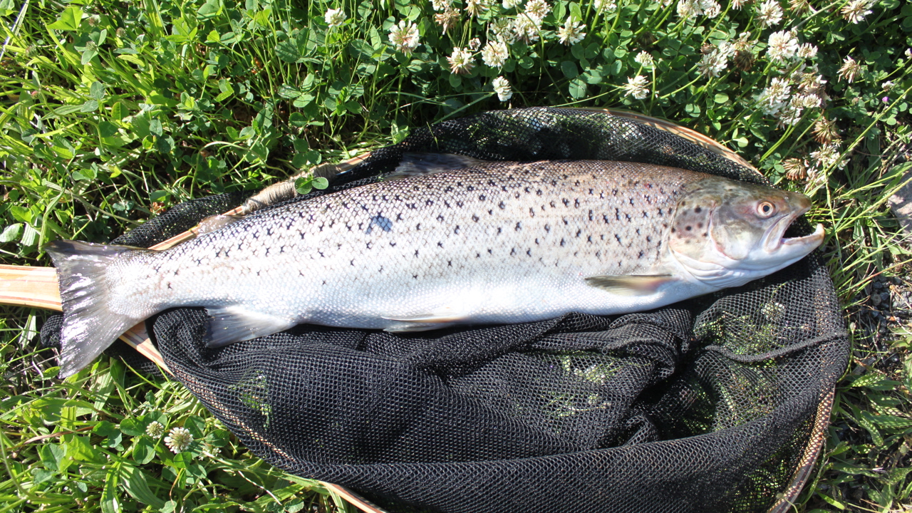 Thomas Nielsen 70 3,7 2020 06 14