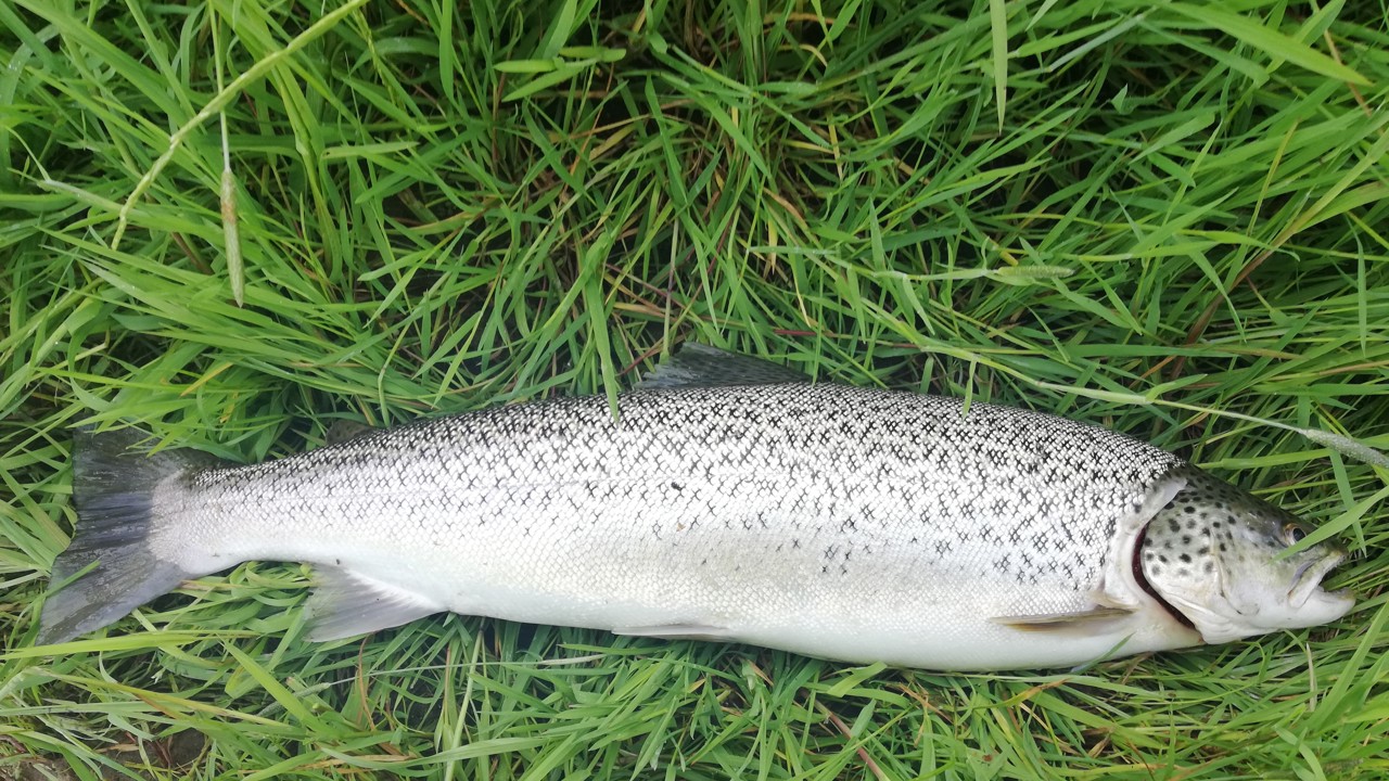 Kjeld Smidt 64 3,1 2020 06 15