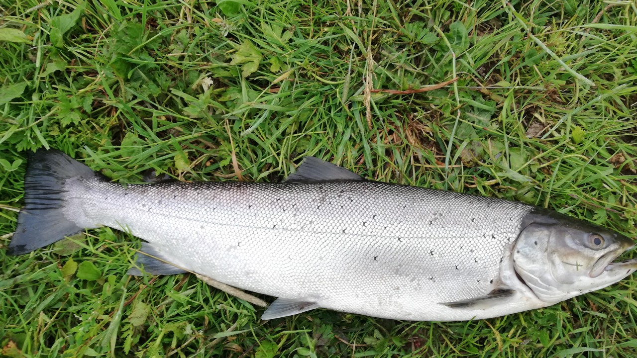 Kjeld Schmidt 64 3,1 2020 06 17