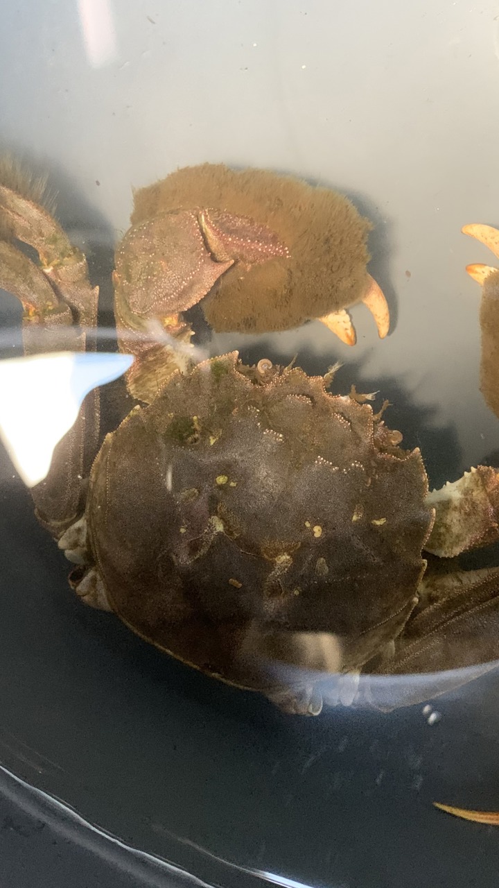 Kinsisk Uldhåndskrabbe