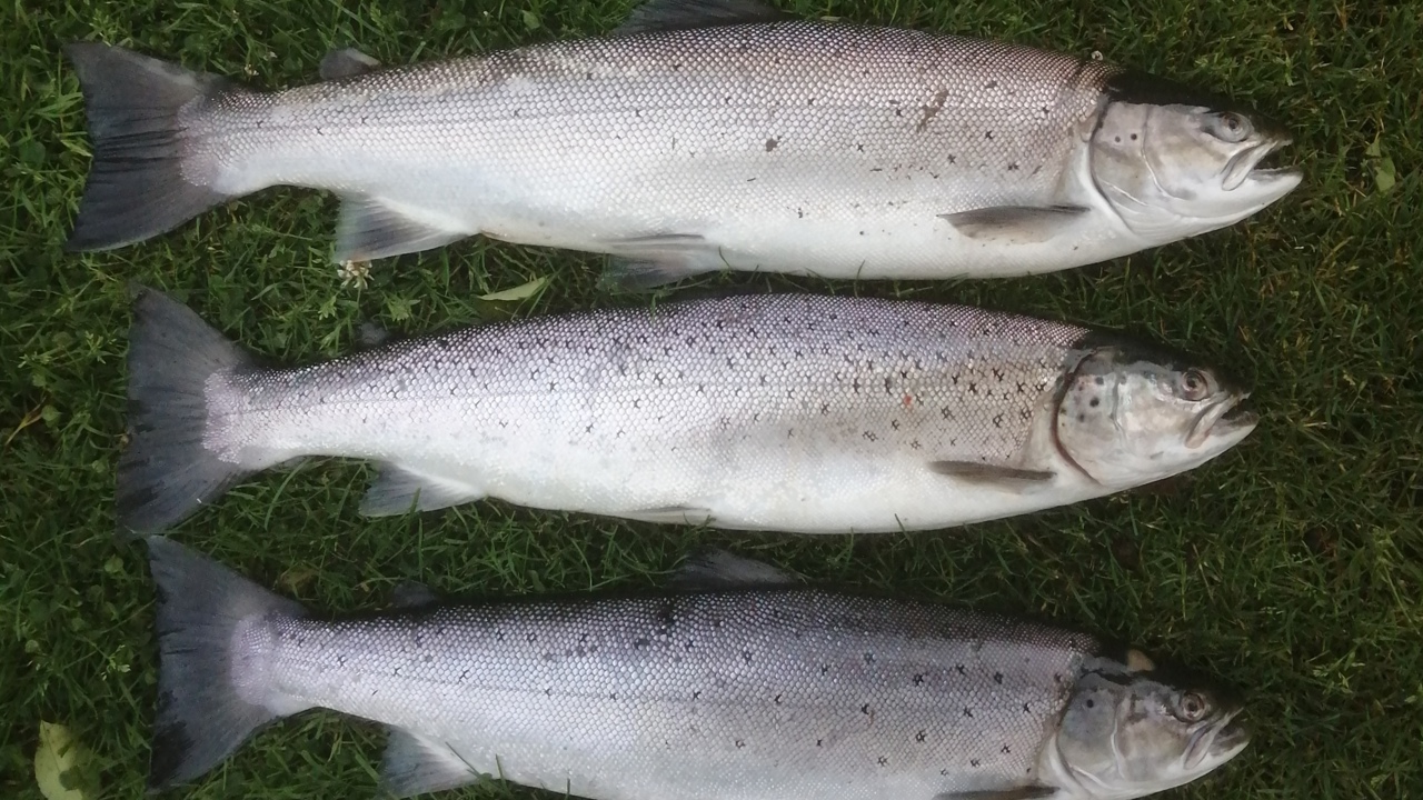 Brian Kllinge 70 3,8 65 61 2020 07 01