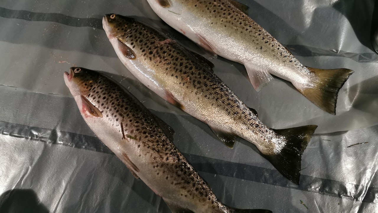 Lars Lindholst 47 51 53 Cm 2020 07 11 (2)