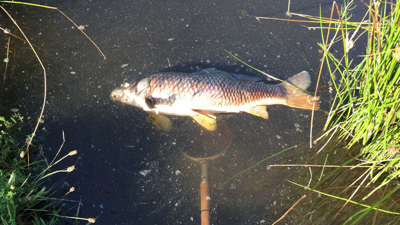 Død Karpe Ved Banansøen