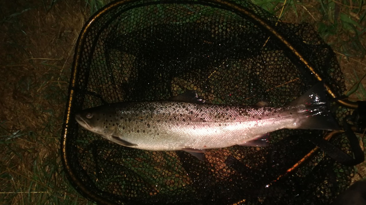 Thomas Jensen 60 2,4 20200816 231016 (003)