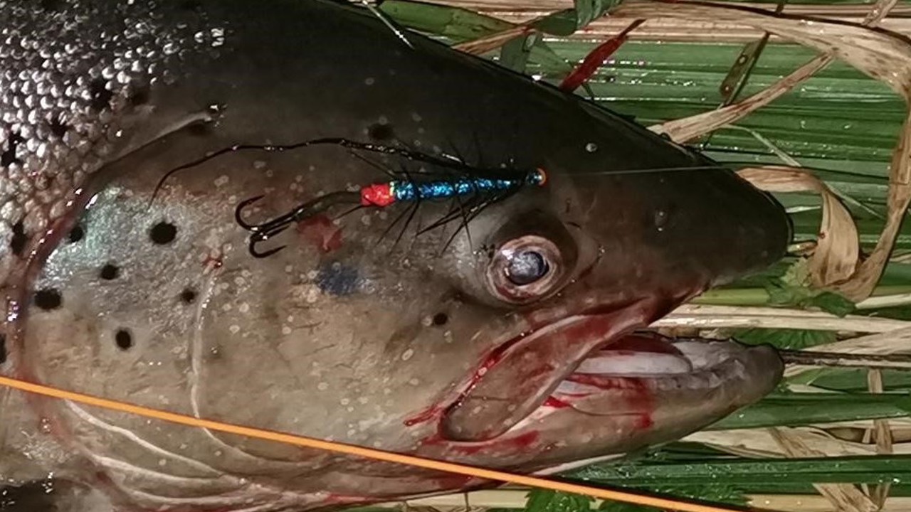 Torben Lindholst 73 4,7 2020 09 16.1 (2)