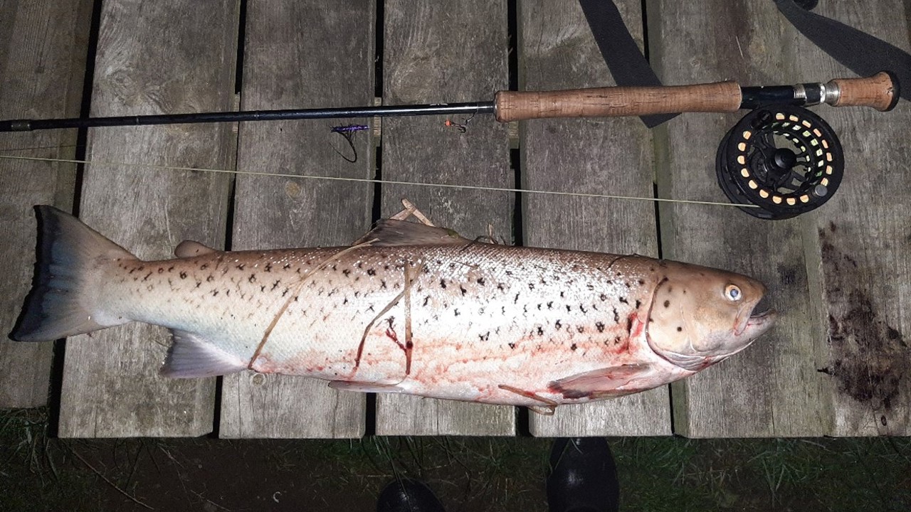 Asmir 62 2,45 2020 09 21