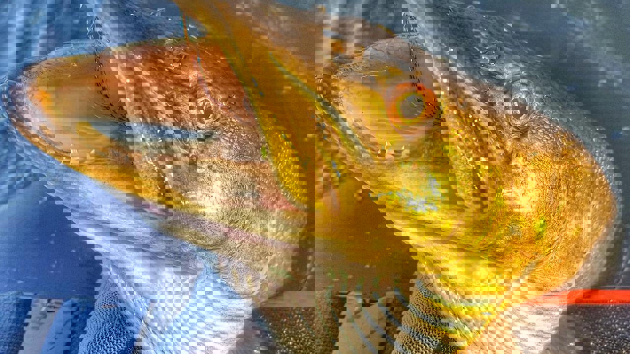 94631906 160369752030633 6557908087347347456 N