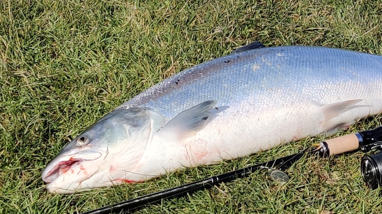 Den Store Lakseundersøgelse