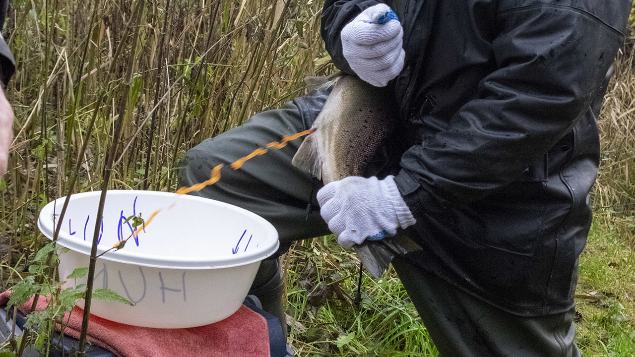 BRV0579 KSF Elektrofiskeri Havoerred Koldingvesternebelaa 20201205 (002)