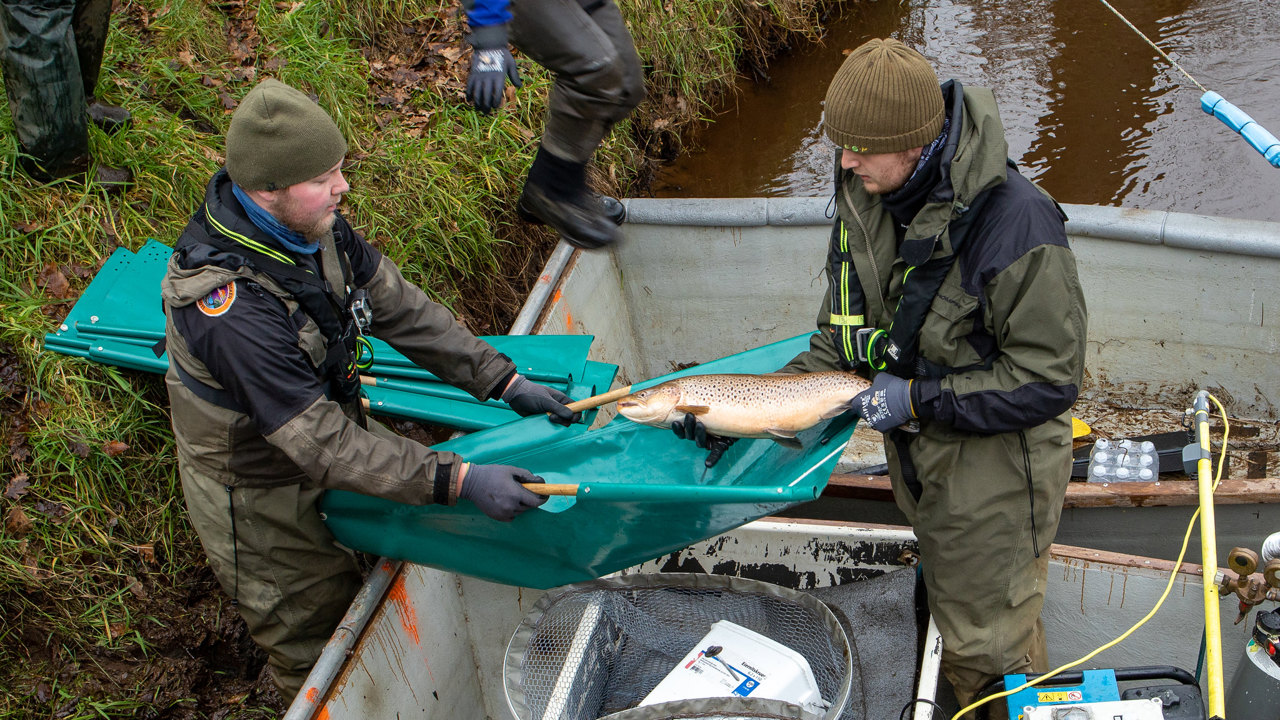 Havørred Ansager 2020
