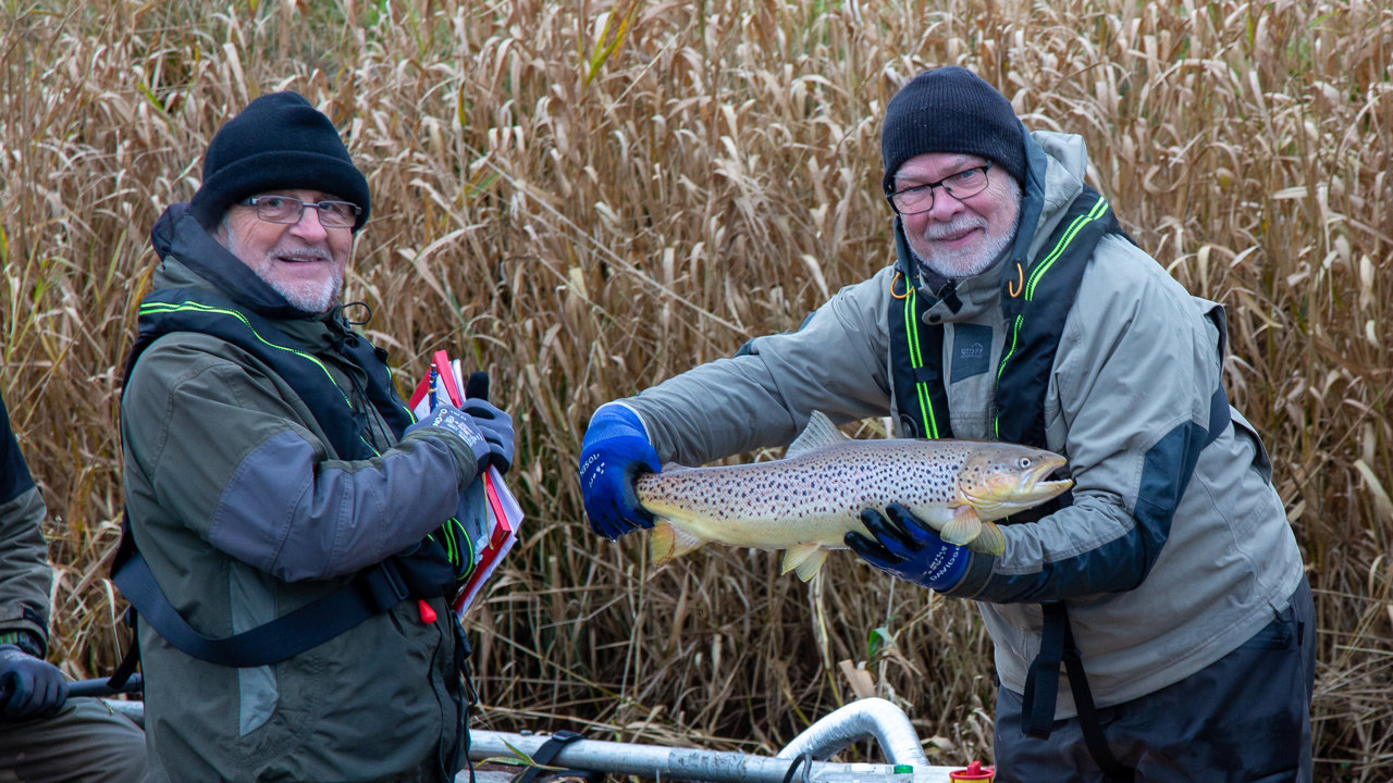 Havørred Grindsted 2020