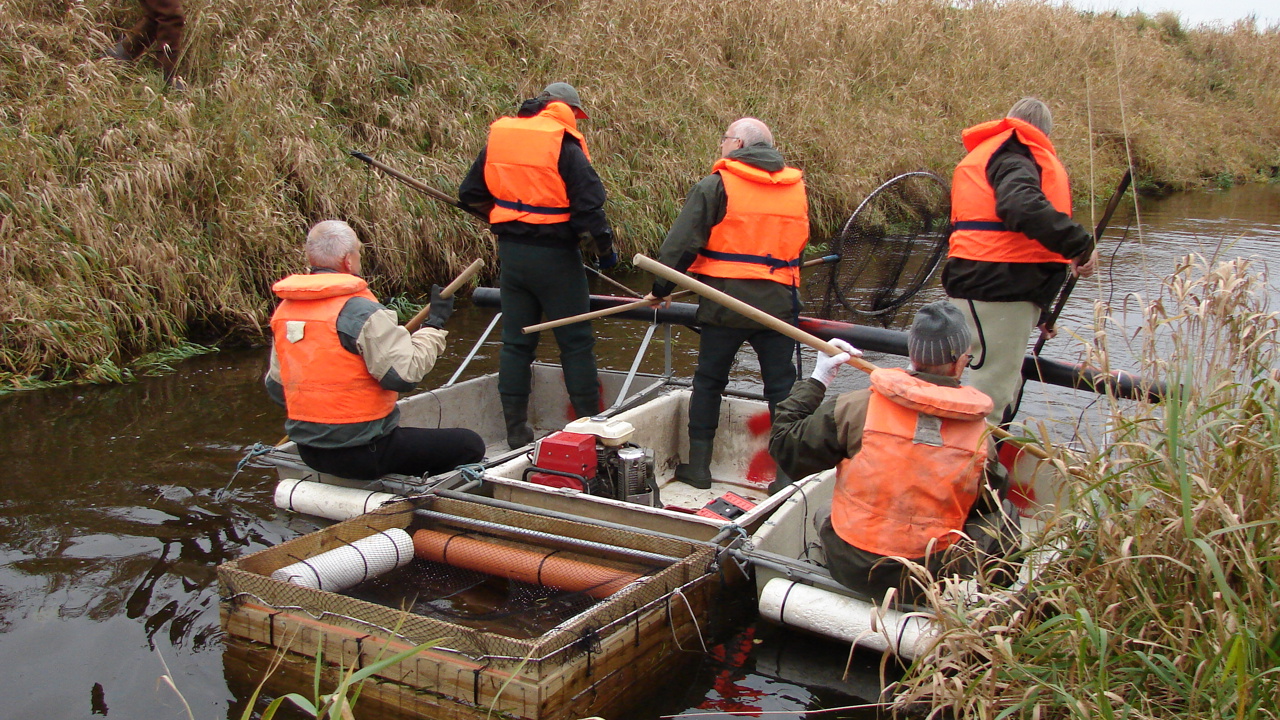 6.A BLF Elektrofisker Efter Ørredmoderfisk I Ryå. (1)
