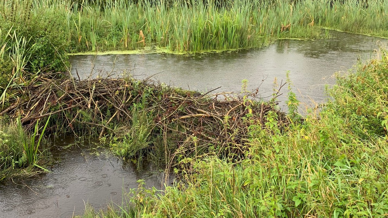 Dæmning Gryde Å 2020